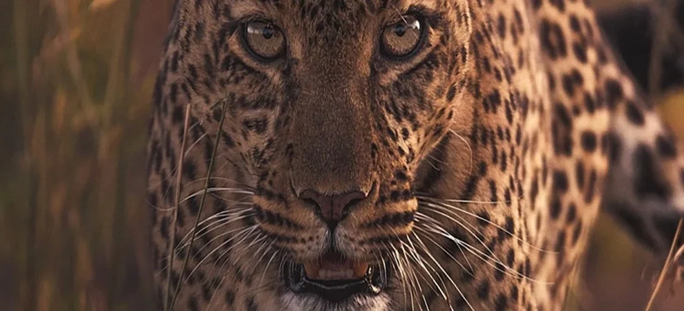 Leopard close-up during a private Tanzania wildlife photography safari
