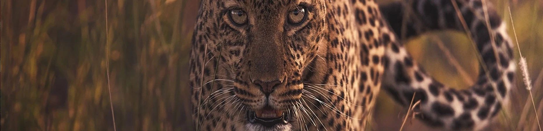 Leopard close-up during a private Tanzania wildlife photography safari
