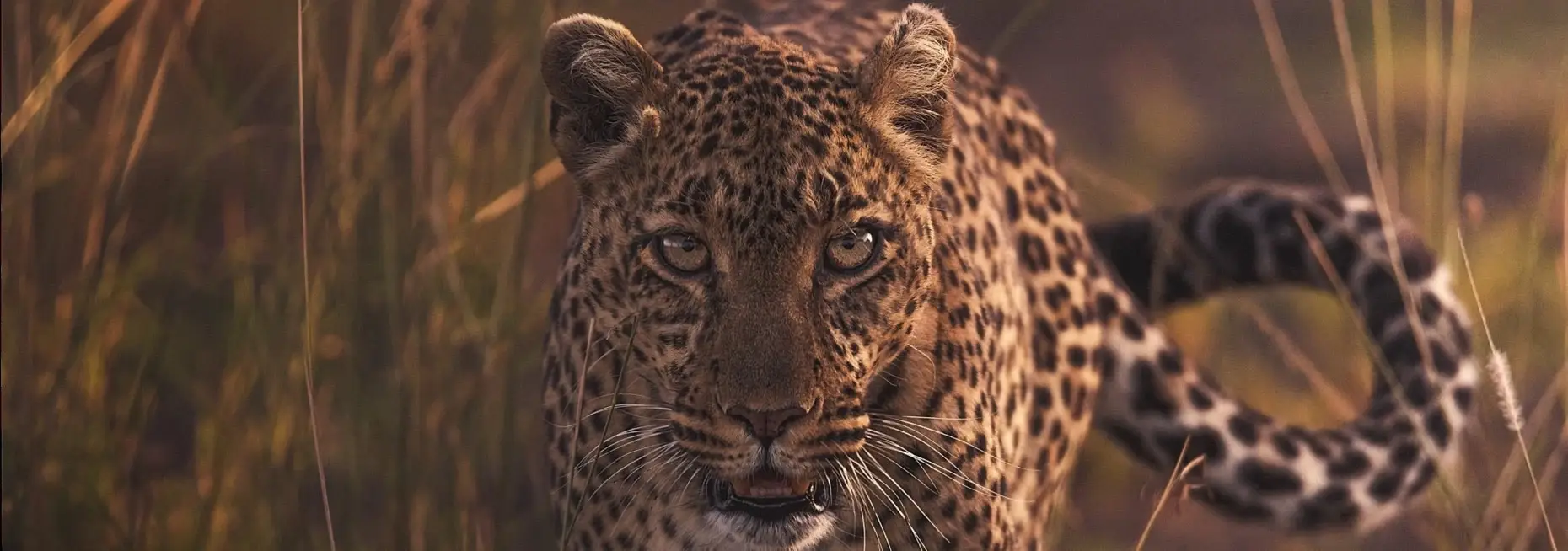 African leopard close up during tanzania wildlife safari