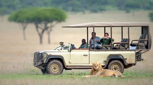 African lion on open savannah during a Serengeti and Ngorongoro Big Five safari