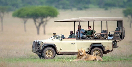 African lion on open savannah during a Serengeti and Ngorongoro Big Five safari
