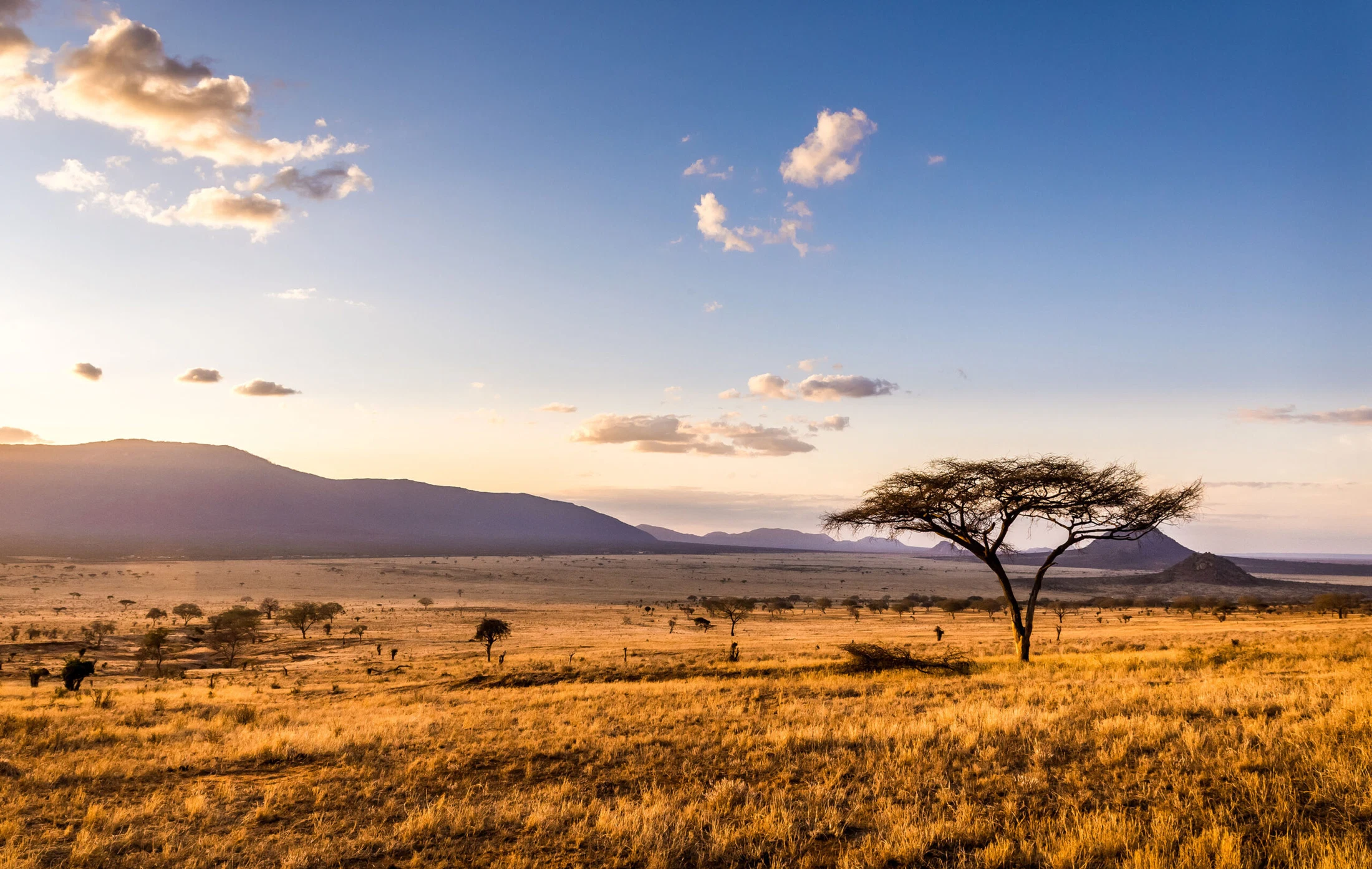 African savannah at golden sunset with acacia tree tanzania