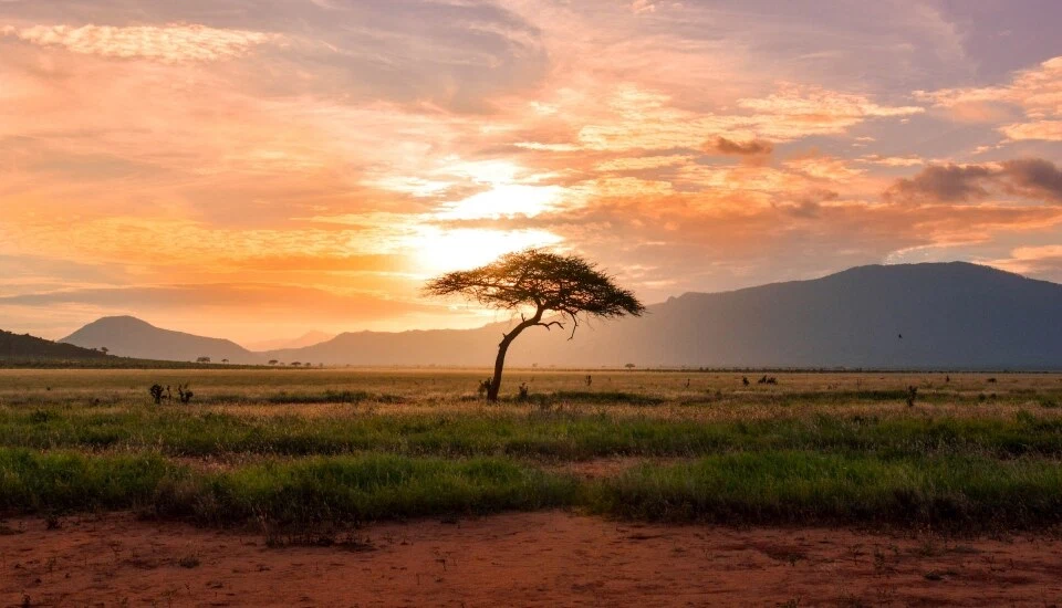 African savannah sunset with acacia tree during tanzania safari