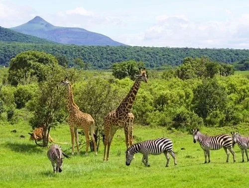 Arusha national park wildlife walking safari and mount meru scenery tanzania