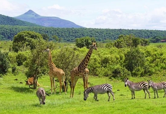 Arusha national park wildlife walking safari and mount meru scenery tanzania