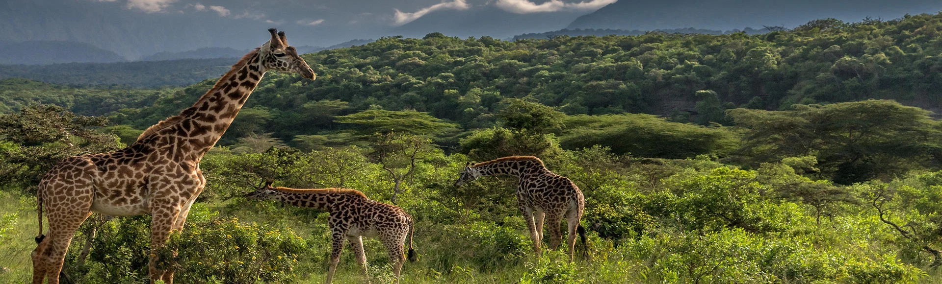 Arusha national park wildlife walking safari and mount meru scenery tanzania