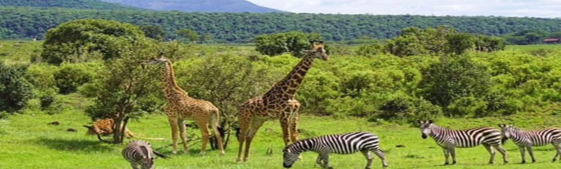 Arusha national park wildlife walking safari and mount meru scenery tanzania