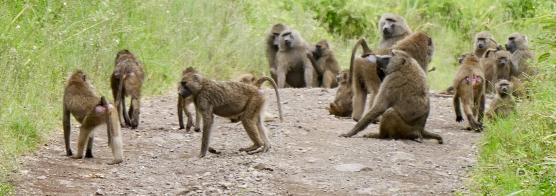 Monkeys and shade