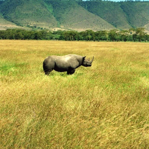 Black rhino during a private Tanzania Big Five safari