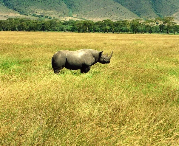Black rhino during a private Tanzania Big Five safari