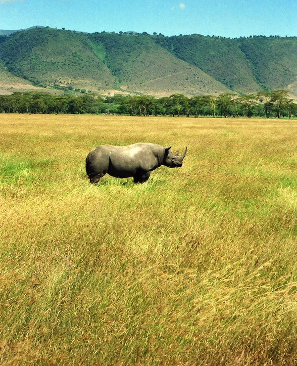 Black rhino during a private Tanzania Big Five safari