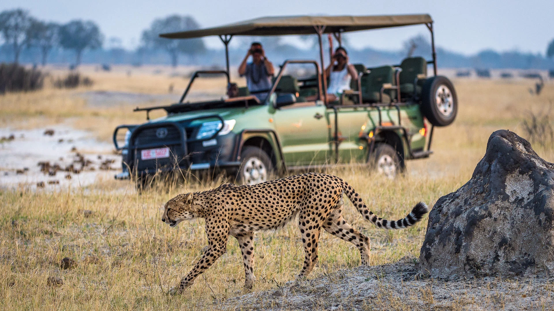 Cheetah walking beside safari vehicle on open tanzania savannah