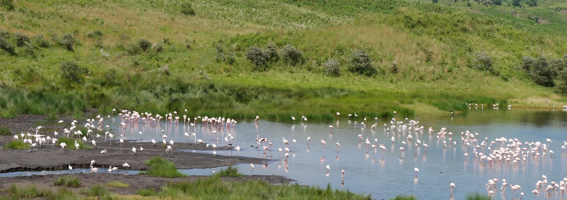Seasonal bird spectacle