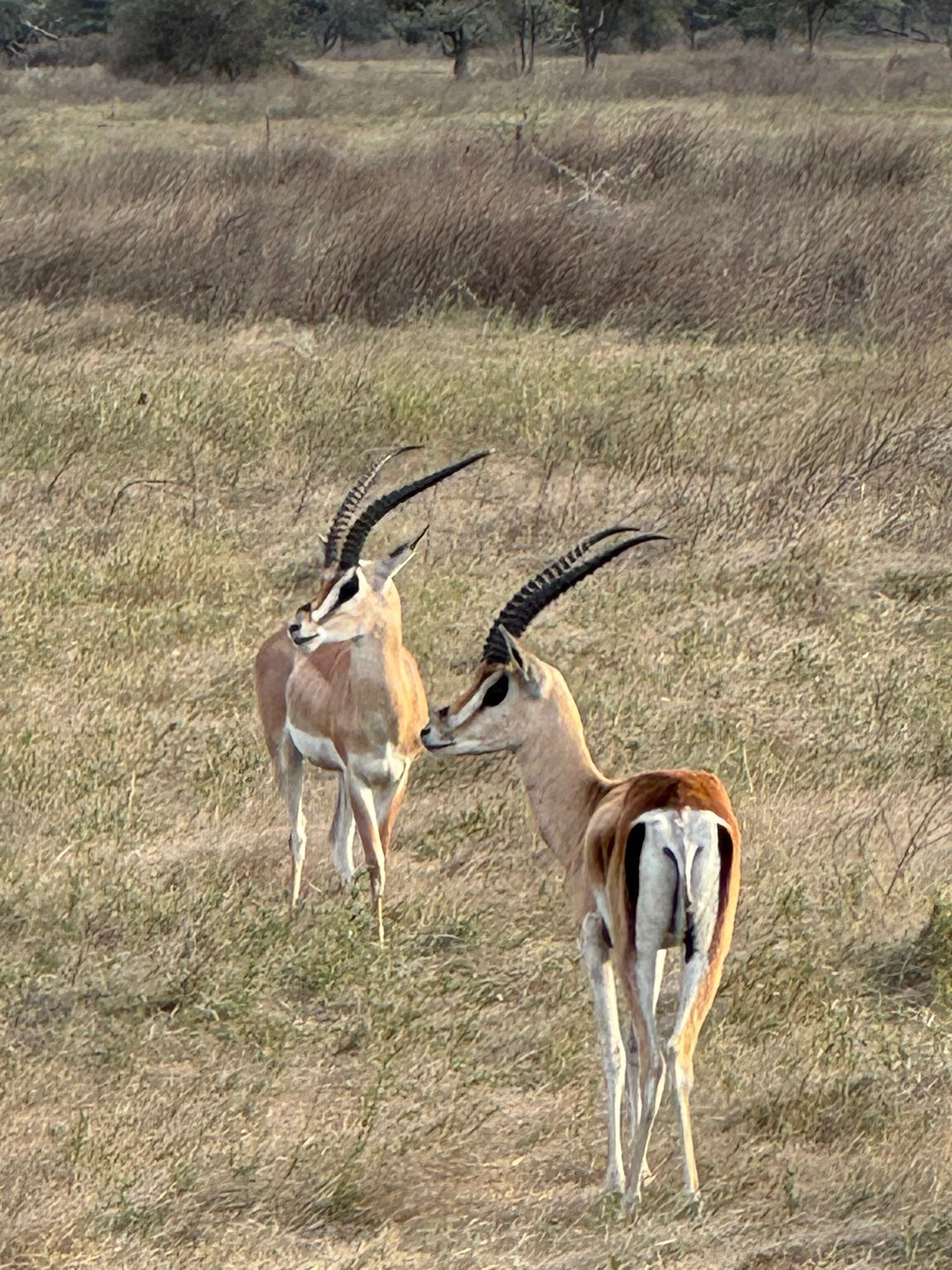 Central Serengeti