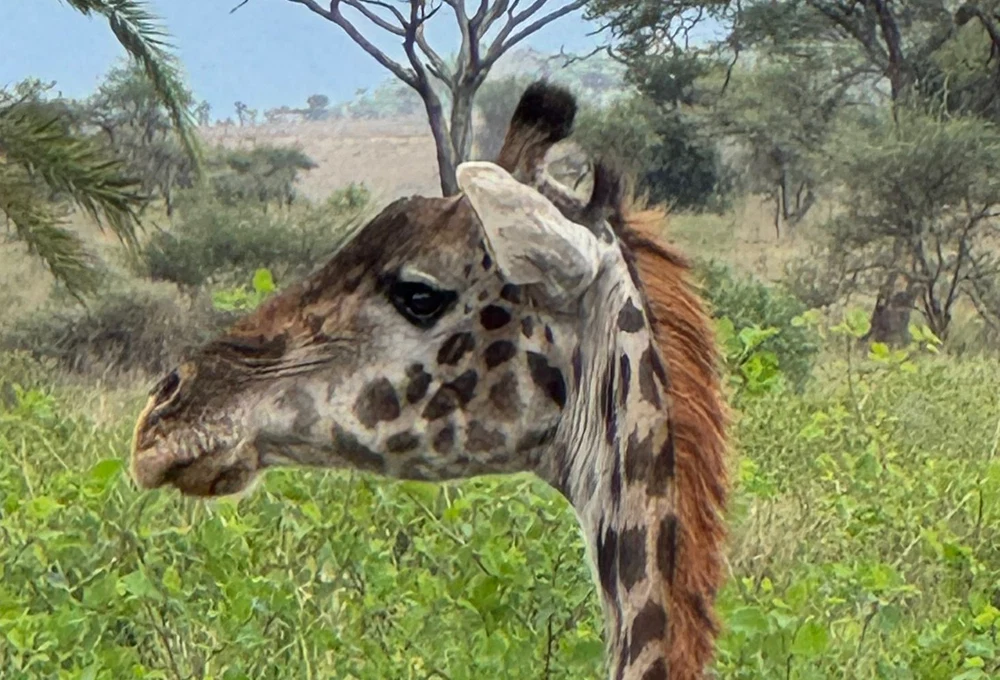 Giraffe close up browsing green bush during tanzania safari