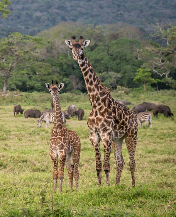 Giraffe family on open grassland during tanzania wildlife safari