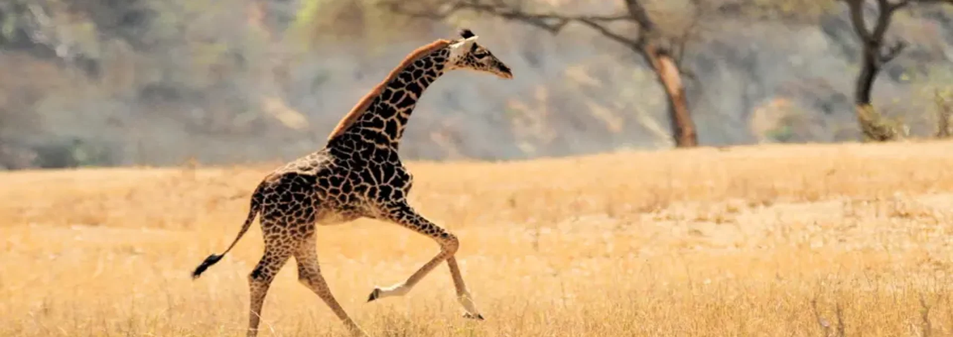 Great Migration and Tanzania wildlife safari experience
