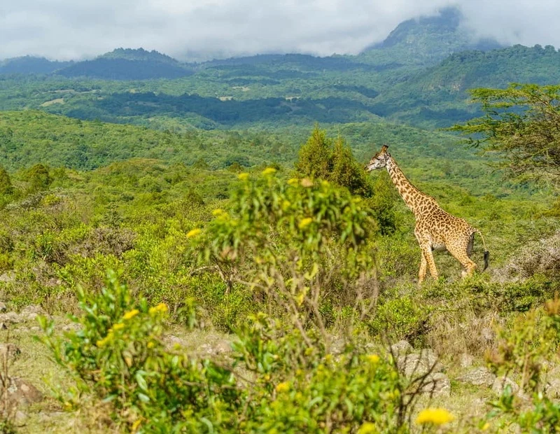 Scenic close-to-city wildlife