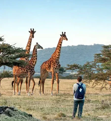 Giraffes on open grassland during a family Tanzania safari