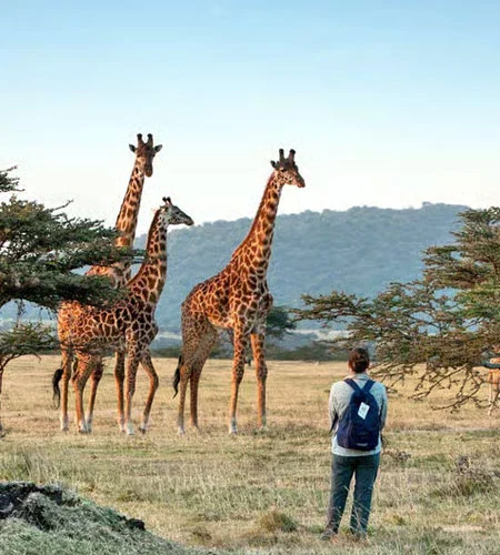 Giraffes on open grassland during a family Tanzania safari