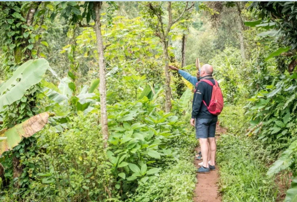 Guided hiker exploring lush forest waterfall trail in tanzania