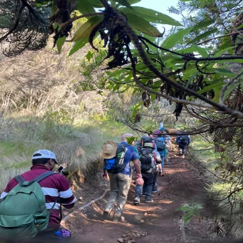 Guided hikers walking through lush kilimanjaro montane forest