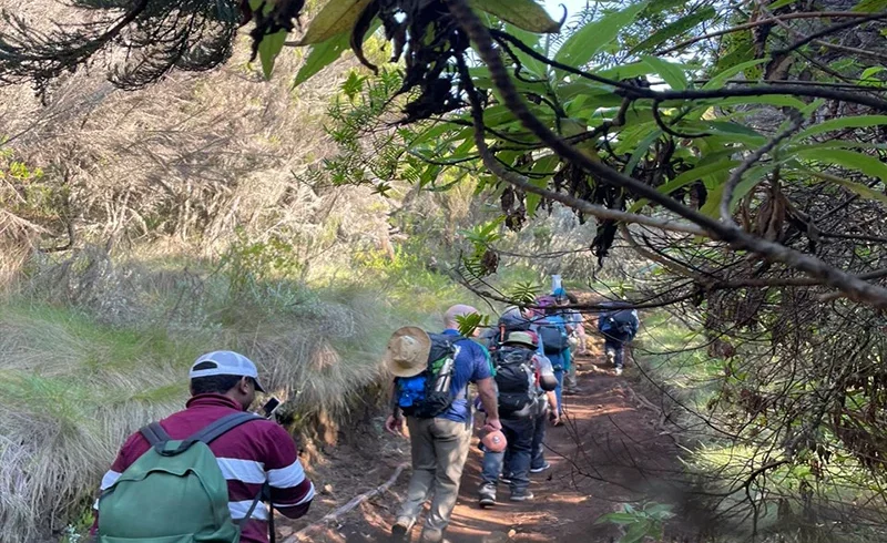 Guided hikers walking through lush kilimanjaro montane forest