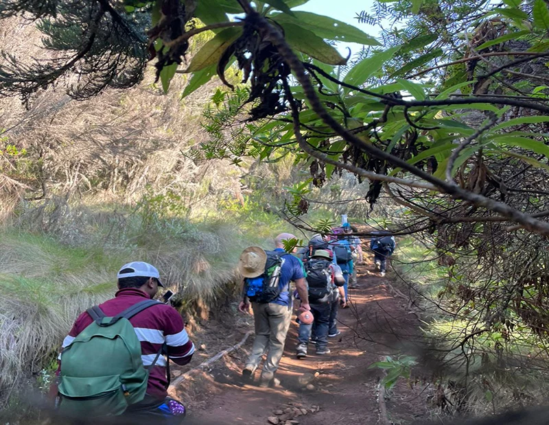Guided hikers walking through lush kilimanjaro montane forest
