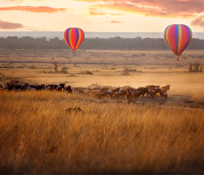 Hot air balloon over wildebeest herd during a Great Migration safari in Serengeti