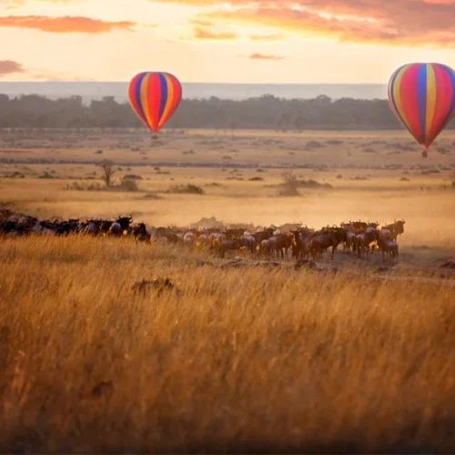 Hot air balloons over wildebeest herd during a Great Migration safari in Serengeti