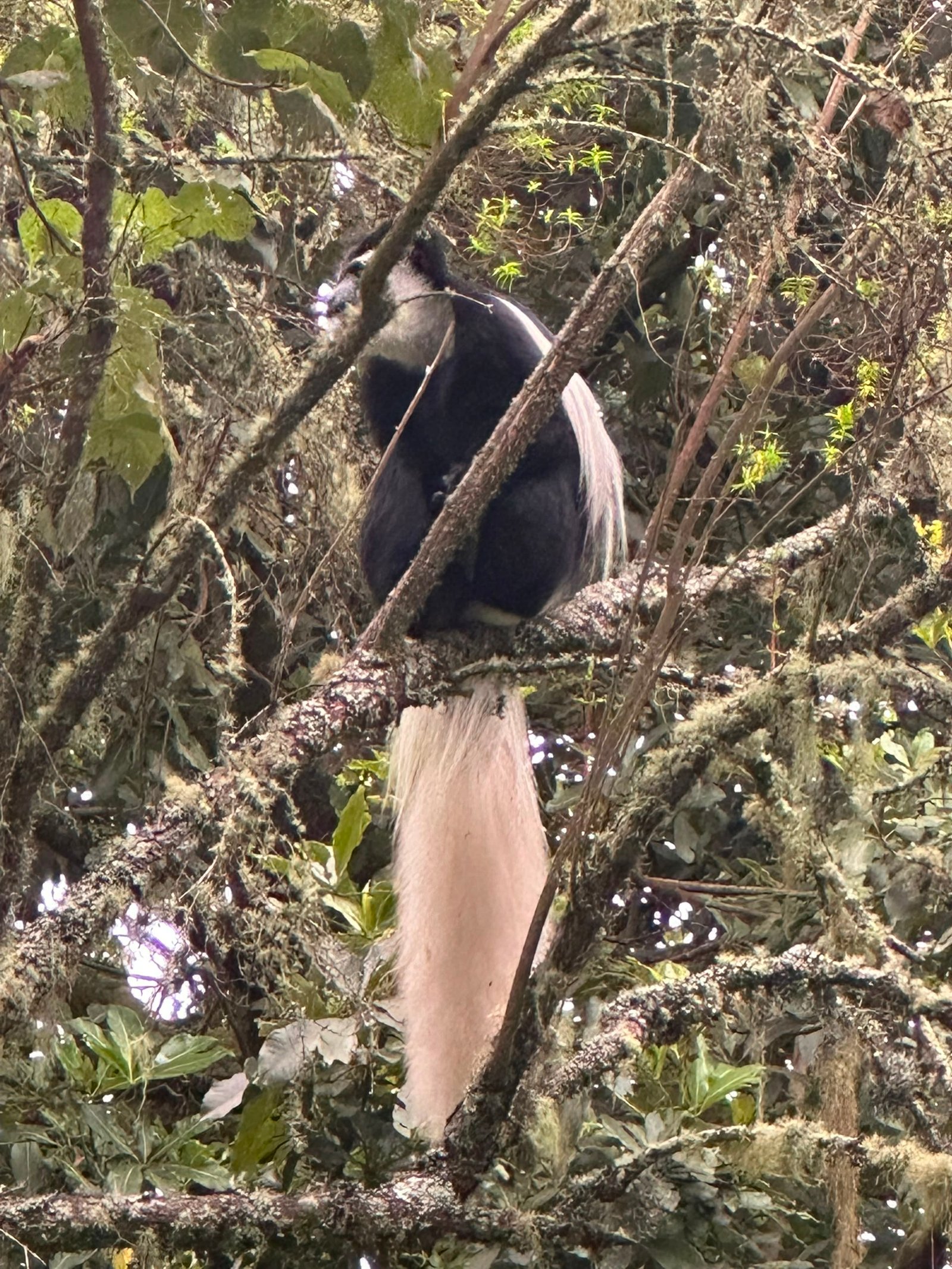 Colobus monkey in the Kilimanjaro rainforest canopy
