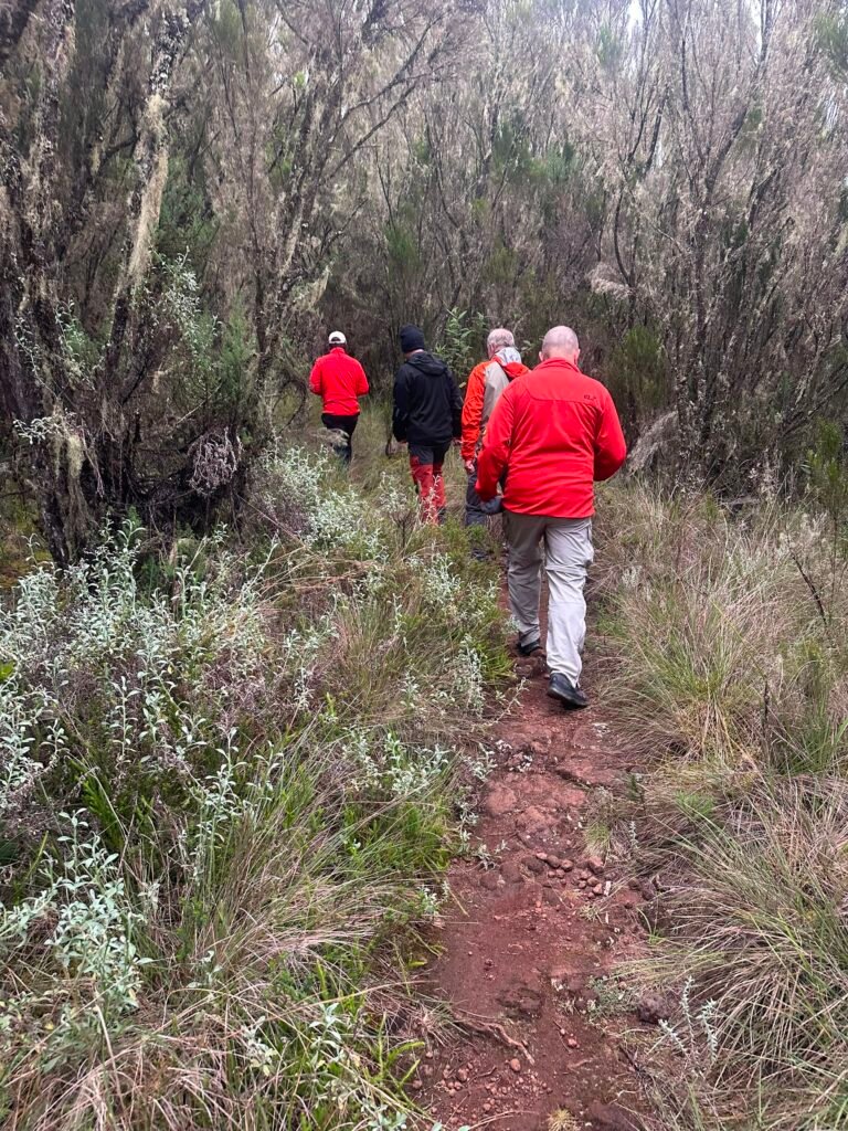 Kilimanjaro Day Hike Moorland Hikers Trail Tanzania