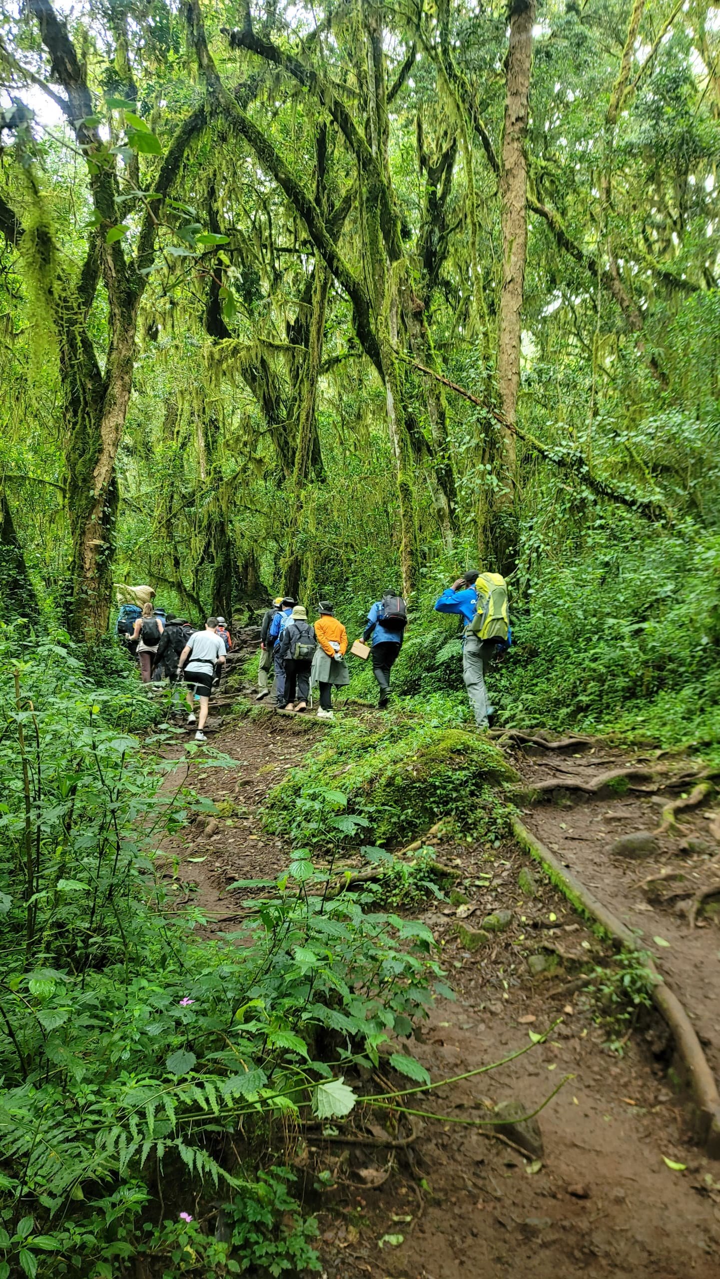 Kilimanjaro day hike rainforest hiking group Tanzania