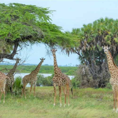 Lake manyara national park wildlife birding and rift valley safari tanzania