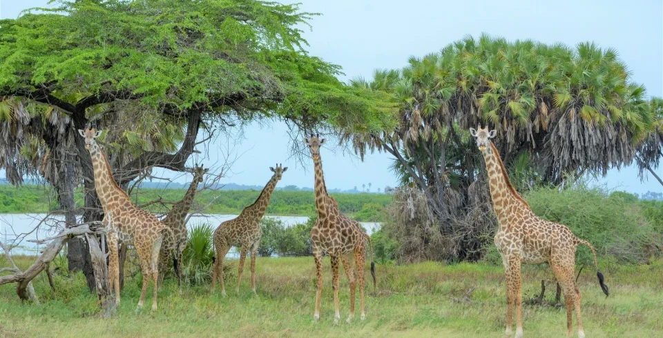 Lake manyara national park wildlife birding and rift valley safari tanzania
