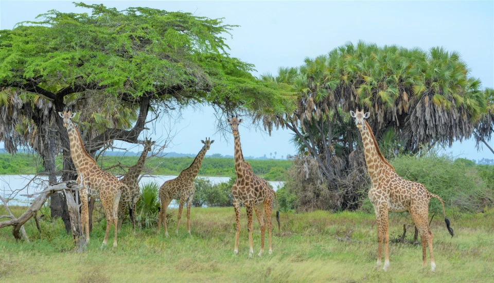 Lake manyara national park wildlife birding and rift valley safari tanzania