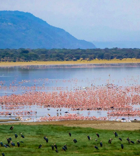 how many days Tanzania safari travel guide by Everyday Safaris in Tanzania