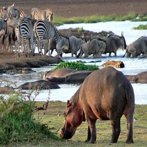 Lake Manyara National Park wildlife and Rift Valley scenery during a Tanzania safari