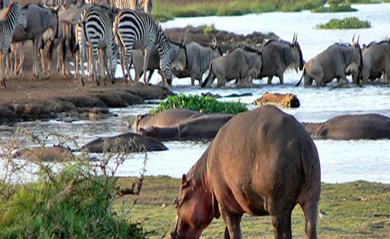 Lake Manyara National Park wildlife and Rift Valley scenery during a Tanzania safari