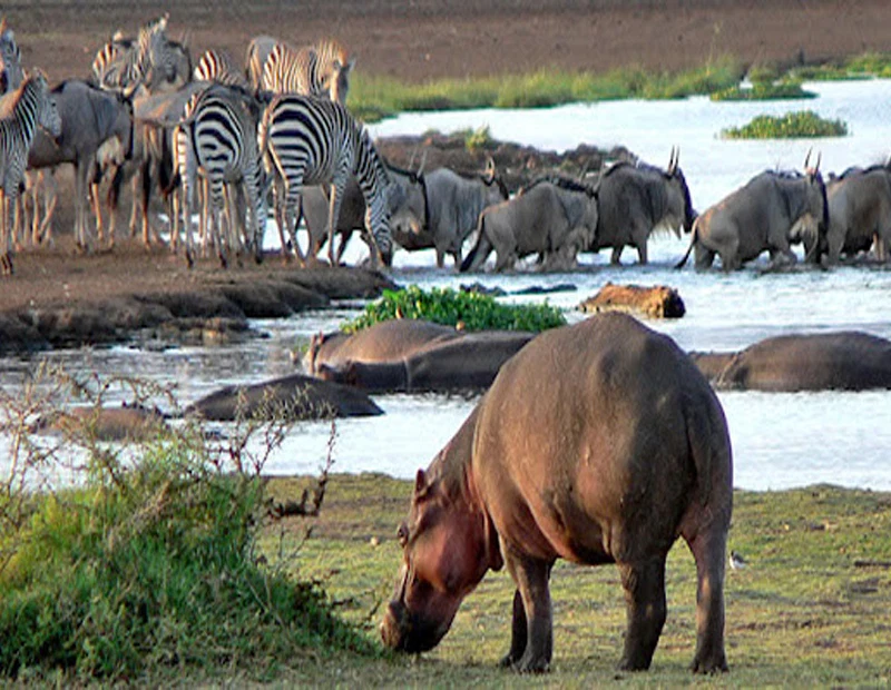 Lake Manyara National Park wildlife and Rift Valley scenery during a Tanzania safari