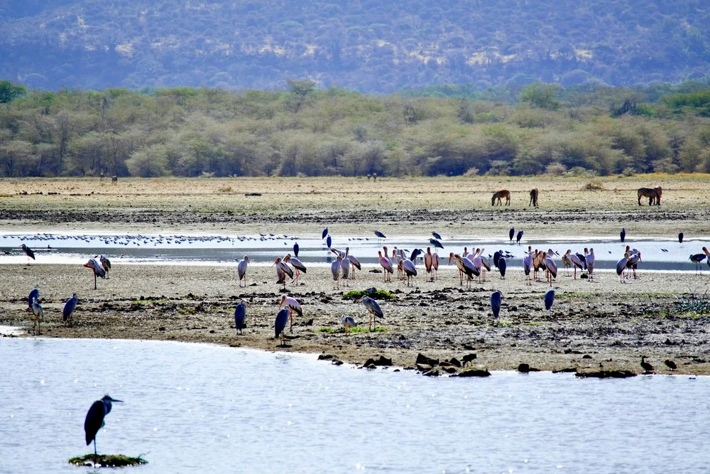 Lake Manyara National Park safari destination in Tanzania