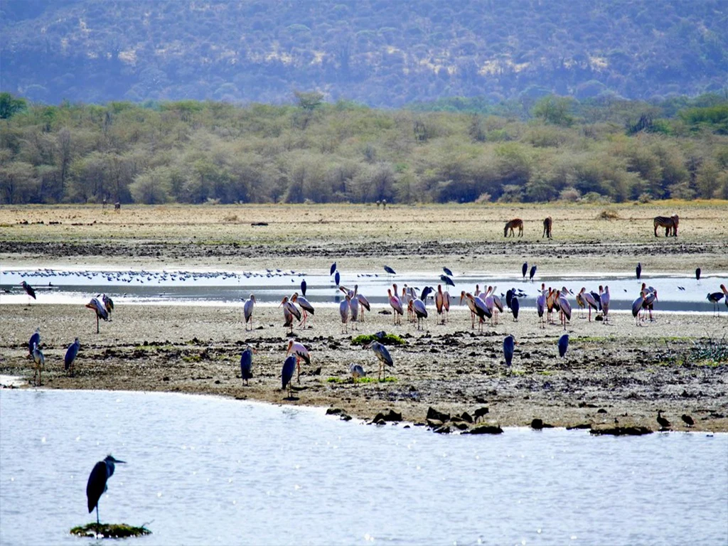 Lake manyara national park wildlife birding and rift valley safari tanzania