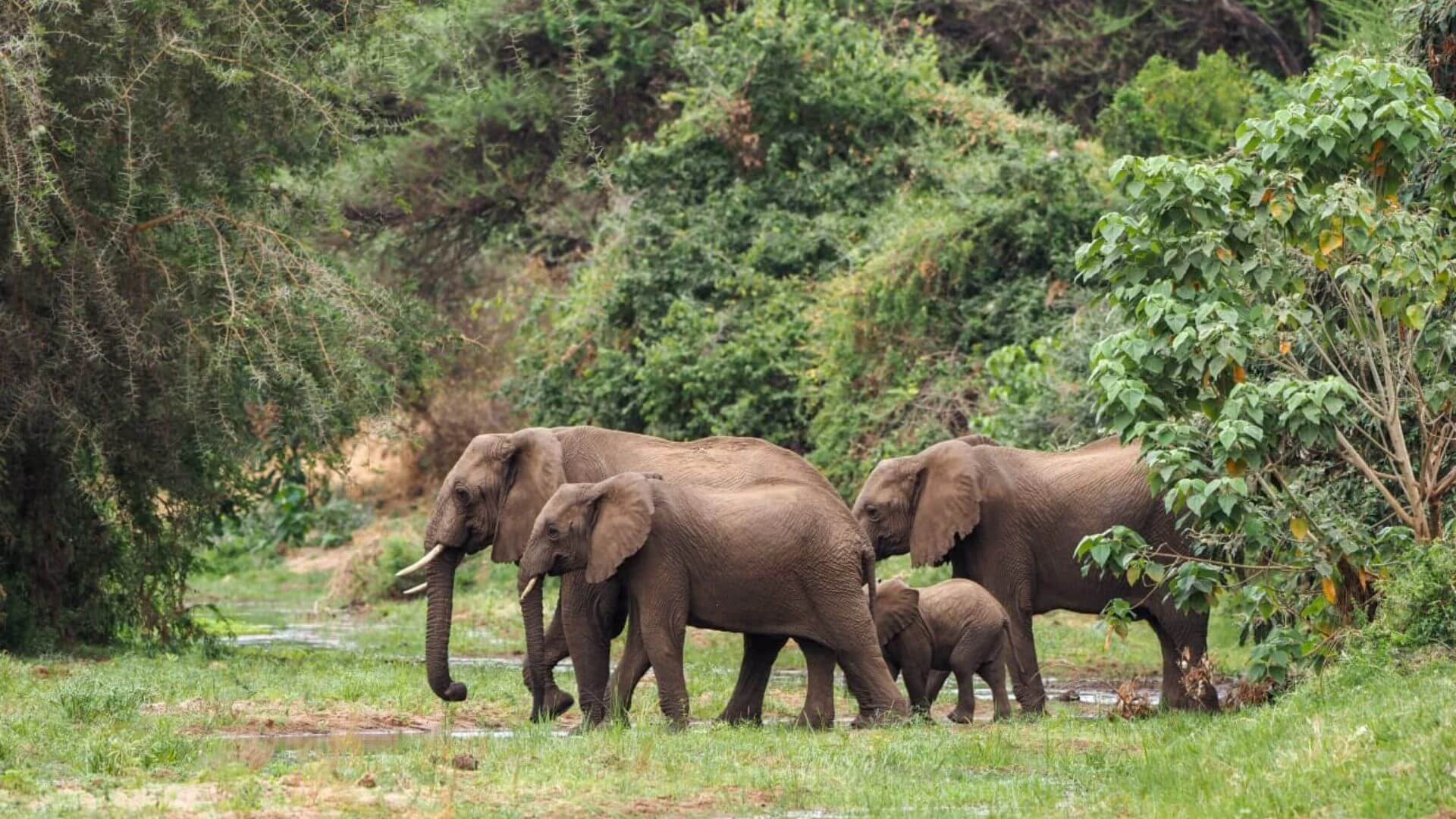 Lake manyara national park wildlife birding and rift valley safari tanzania