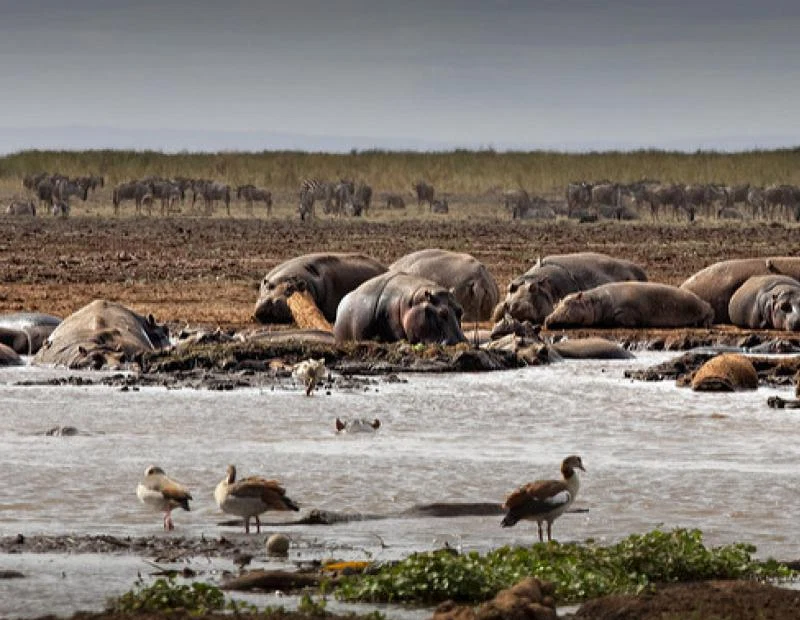 Lake manyara national park wildlife birding and rift valley safari tanzania