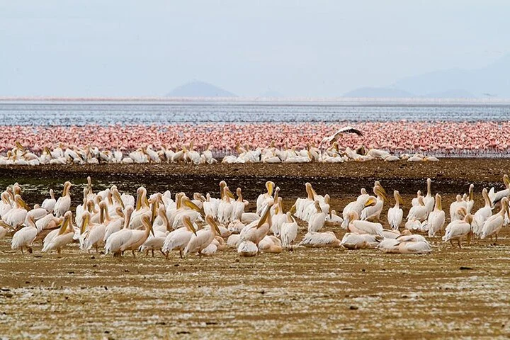 Lake Manyara National Park
