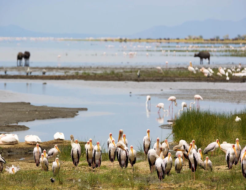 Lake Manyara National Park safari destination in Tanzania