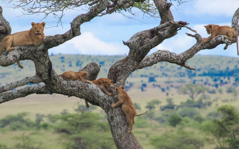 Lake Manyara National Park