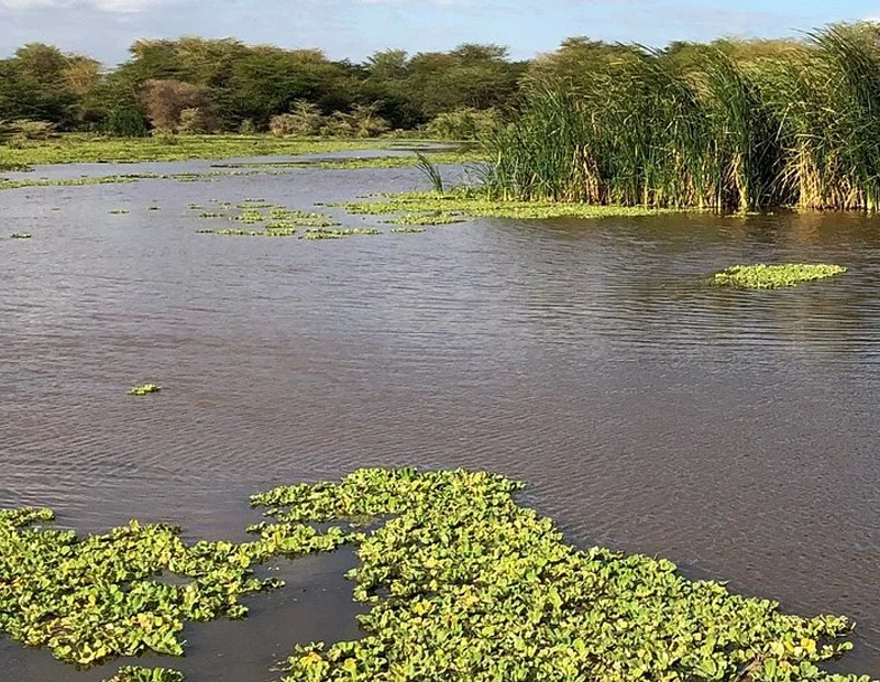 Lake Manyara National Park safari destination in Tanzania