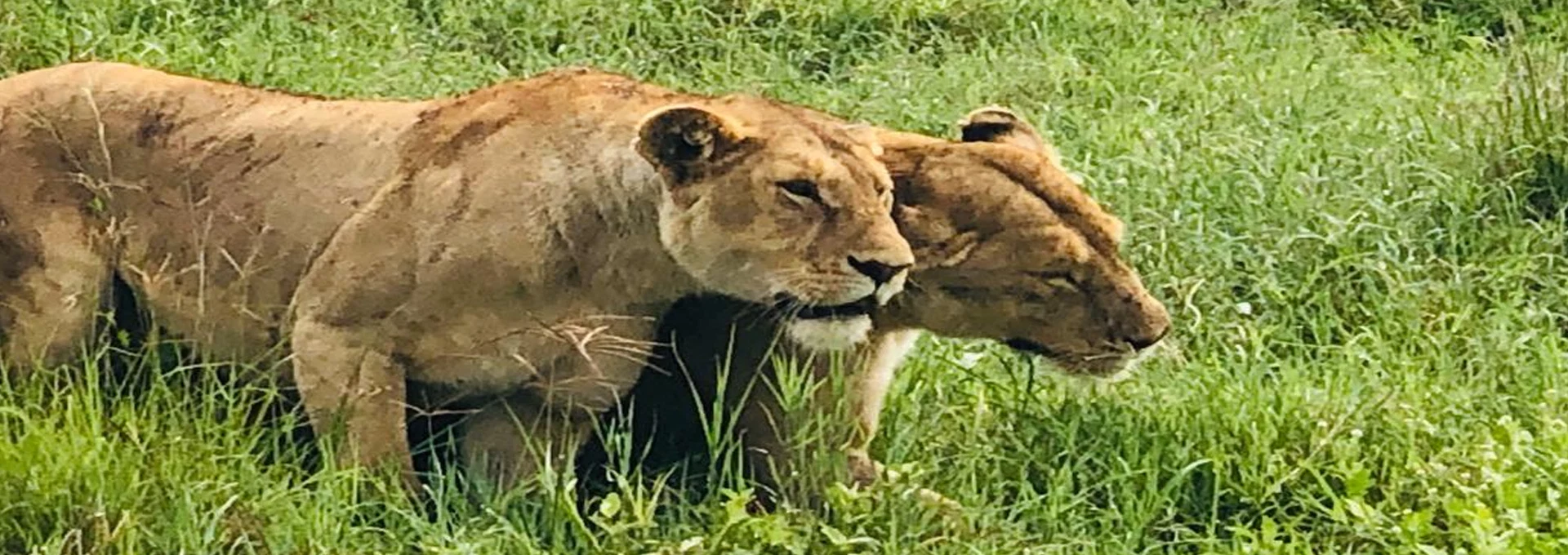 Responsible Tanzania safari travel with local guides