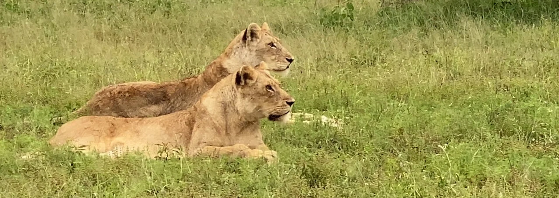 Golden Tanzania savannah landscape during responsible safari travel